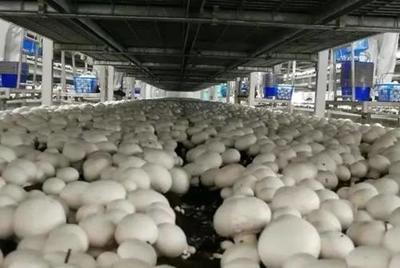 喜獲一張“國字號”金名片！廊下蘑菇被評為全國名特優新農產品